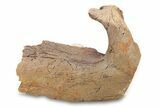 Fossil Hadrosaur (Edmontosaurus) Mandible Bone - Wyoming #292612-1